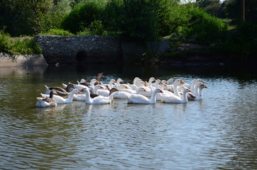 A domestic gooses on the lake at sunny day