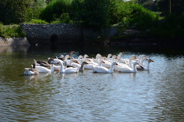 A domestic gooses on the lake at sunny day