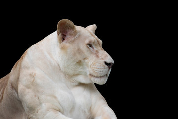The beautiful lion isolated on black background - clipping paths.