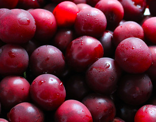 fresh sour cherry fruits