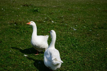 A domestic gooses on the lake at sunny day
