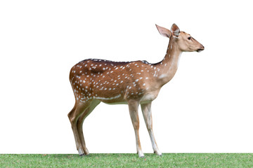 Cute spotted fallow deer isolated on a white background - clipping paths.
