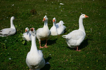 Obraz premium A domestic gooses on the lake at sunny day