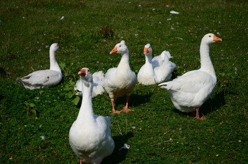 A domestic gooses on the lake at sunny day
