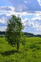 Obraz premium Beautiful landscape. Field of green grass tree. Blue sky with clouds. Russia, Moscow region