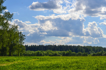 Obraz premium Beautiful landscape. Field of green grass tree. Blue sky with clouds. Russia, Moscow region