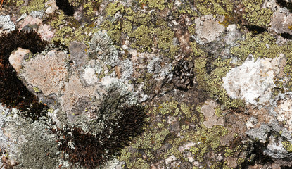 Stone texture with moss and lichen