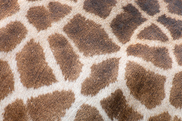 Close up of a giraffe skin texture.