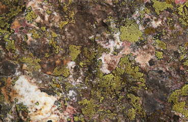 Stone texture with moss and lichen