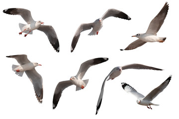 Set of seagulls flying isolated on white background © nuruddean