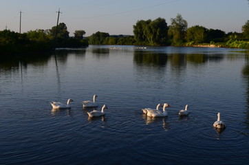 A domestic gooses on the lake at sunny day