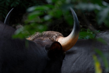 Close-up of a bull horn in the wild.