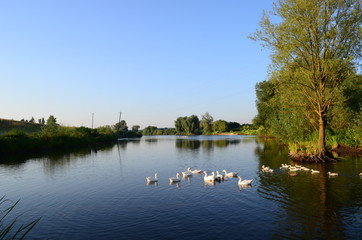 A domestic gooses on the lake at sunny day