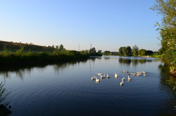 A domestic gooses on the lake at sunny day