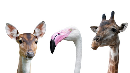 Set of animal, deer flamingo and giraffe isolated on white background - clipping paths