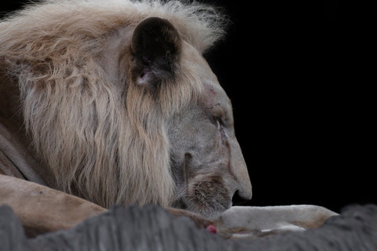 lion sleeping on the black background. - Powered by Adobe
