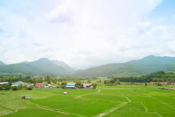Rice field with village in countryside thailand.