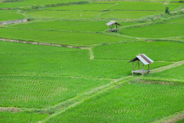 Rice field with cabin in countryside thailand.