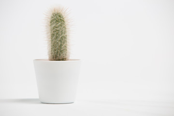  Cephalocereus senilis.Succulent plant in a white pot on a white background.Front view.Copy space 