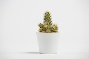 Mammillaria elongata.Ladyfinger cactus. Cactus in a white flowerpot on a white background.Front view.Close up