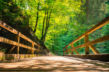 Idyllic forest scenery: Wooden bridge and footpath, green leaves and bright sun