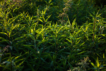 green wild grass, nature summer background