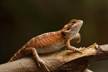 bearded dragon