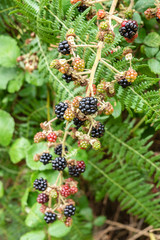 Wild blackberries on a bush
