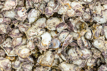 gray flora background marine weathered light many seashells pattern natural