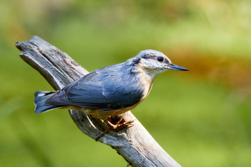 Singvoegel Kleiber auf einem toten Stück Holz  auf einer Waldlichtung