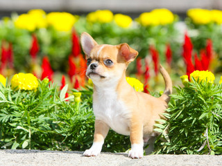 Cute puppy standing on the street. A small dog posing on a background of flowers. Portrait of Chihuahua. Horizontal image. Close up. Copy space.