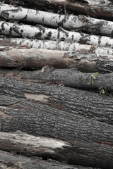 Fototapeta na wymiar oak birch trees logging many fallen trees background natural wooden hard weathered bark