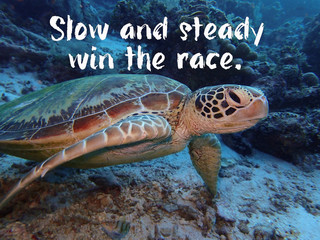 Slow and steady win the race with a Green Sea Turtle ocean background design of meaning  no matter...