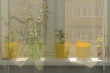 Indoor plants in pots stand on the windowsill