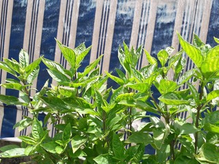 Fresh green basil leaves are planted as a vegetable garden to eat on their own or to sell.