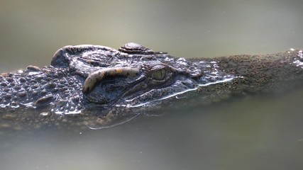 Close up crocodile swimming in the water at the zoo