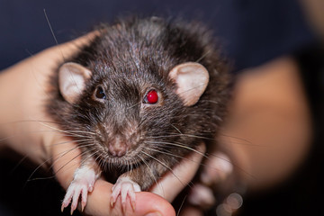 eared fluffy black rats bright red eyes on hands closeup. Home favorite pet