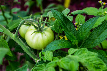 natural tomato green hanging bush among foliage natural product harvest farmer