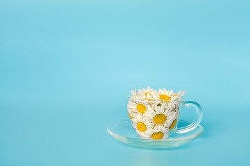 Chamomile flowers in transparent glass cup on saucer on blue background. Crearive concept natural chamomile tea, herbal medicie to calm your nerves and good mood. Copy spase for text