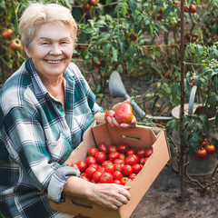 Grandmother holding tomatoes on the background of the harvest (a garden).He is looking at the camera with a smile.