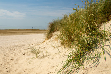Gräser am Strand 6