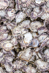 pattern marine open shells gray nacreous tough vertical background ocean dweller