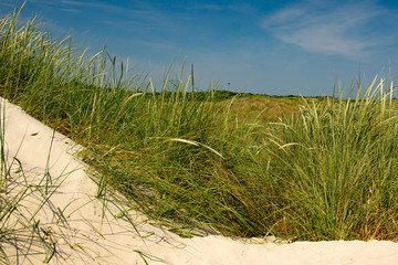 Gräser am Strand 4