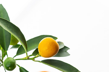 yellow orange mini citrus citronella plant decorative white background copy space