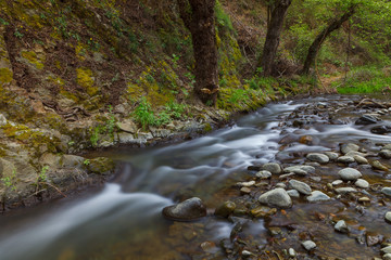 Obraz premium Down stream in rocky Cyprus forest. Long exposure.