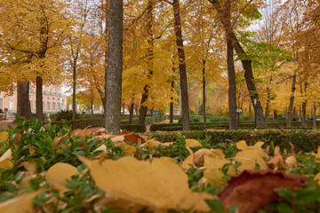 Obraz premium Trees with brown leaves in the garden of the Parterre in autumn