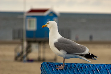 Möwe