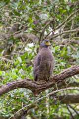 eagle