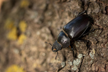 Hirschkäfer Weibchen 