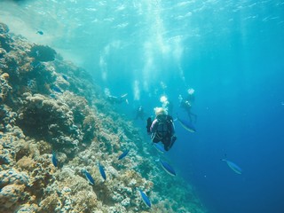 Fototapeta na wymiar Coral Reef underwater in the sea